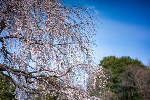 青空に映えるしだれ桜 桜,しだれ桜,花の写真素材