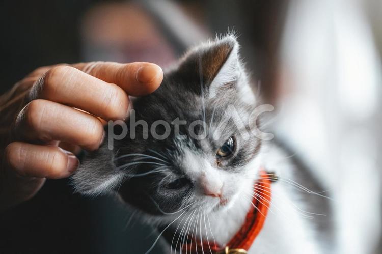頭を撫でられる子猫 マンチカン,猫,子猫の写真素材