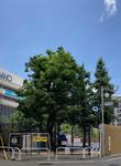 区立大久保公園の緑と夏空　新宿区 大久保公園,新宿区,歌舞伎町の写真素材