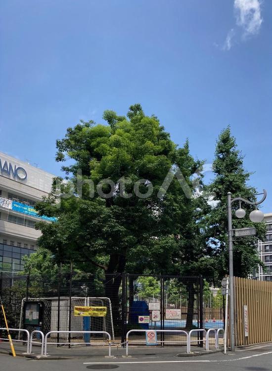 区立大久保公園の緑と夏空　新宿区 大久保公園,新宿区,歌舞伎町の写真素材