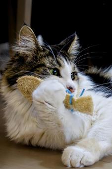 もしもし もしもし,hello,電話の写真素材