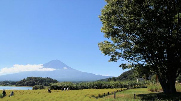 初秋の河口湖畔のコキアと富士山 初秋の河口湖畔のコキアと富士山 コキア,初秋,ホウキギの写真素材