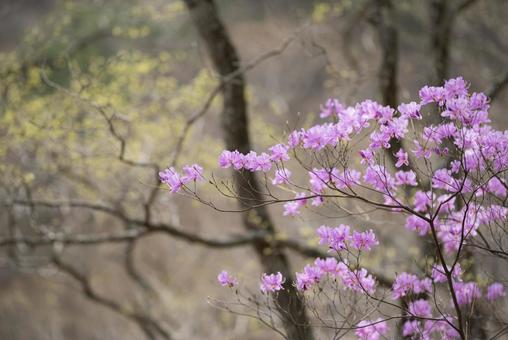 春の山で花を咲かせるミツバツツジ 春の山で花を咲かせるミツバツツジの写真