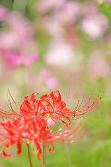 彼岸花 彼岸花,秋イメージ,花の写真素材