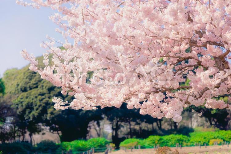 春の風景　さくら　桜　開花 桜,春,花の写真素材