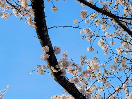 満開の桜 満開の桜 さくら,春,木の写真素材