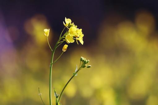 春の美しい菜の花畑 春の美しい菜の花畑の写真