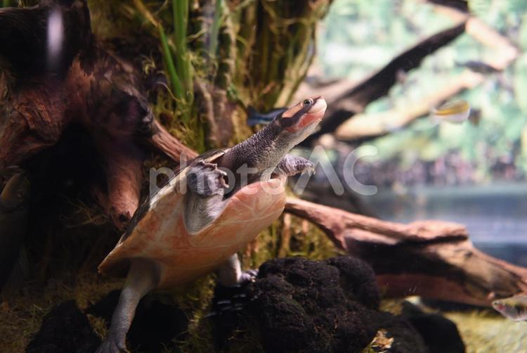 ニシキマゲクビガメ　カワスイ ニシキマゲクビガメ,カメ,マゲクビガメの写真素材