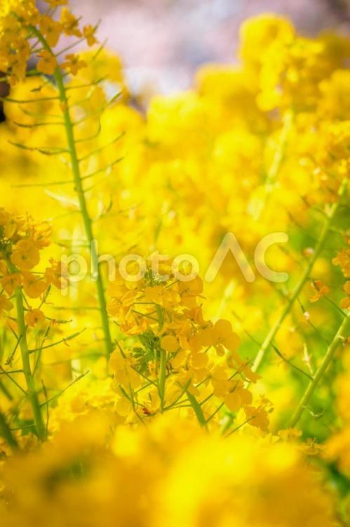 【神奈川県】鮮やかな春の三浦海岸の菜の花 春,菜の花,三浦海岸の写真素材