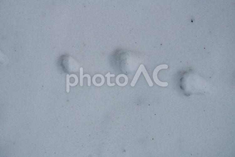 雪の上の動物の足跡 足跡,あしあと,雪の写真素材