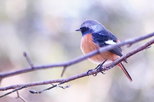 枝にとまるジョウビタキのオス 枝にとまるジョウビタキのオス 野鳥,ジョウビタキ,鳥の写真素材