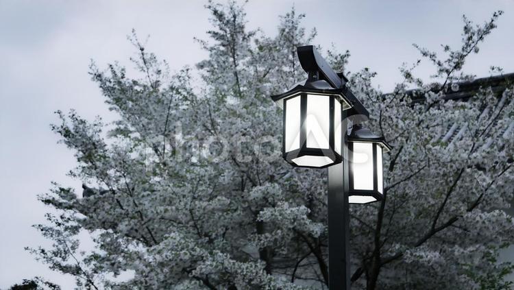 小田原城の桜 さくら,風景,景色の写真素材