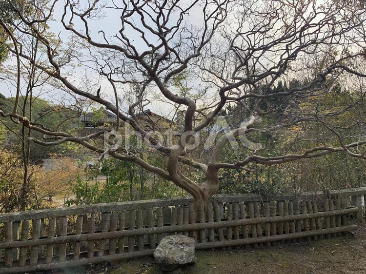 変わった木 木,公園,風景の写真素材