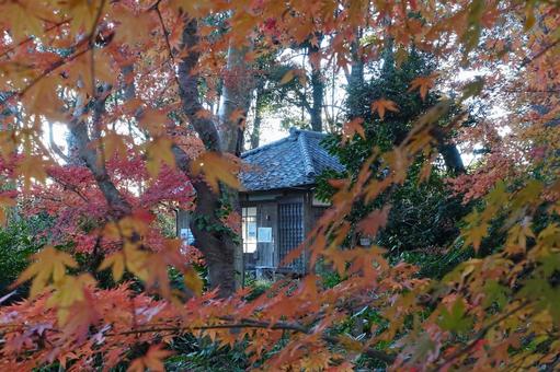 ＜秋のイメージ＞紅葉 紅葉,秋のイメージ,秋の風景の写真素材