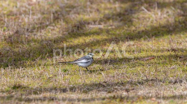 芝生の上のハクセキレイ ハクセキレイ,鳥,野鳥の写真素材