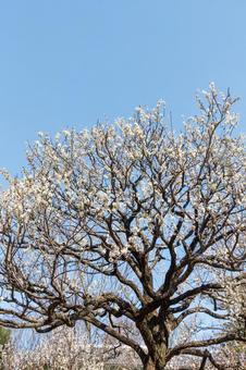 青空に映える満開の白梅 梅,迎春,梅の花の写真素材