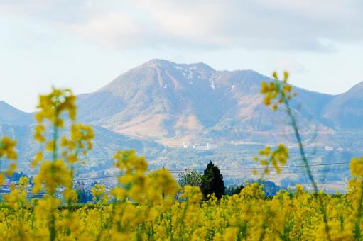 250503飯山市菜の花公園の写真