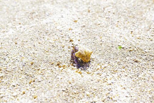 沖縄の浜辺のヤドカリ 沖縄の浜辺のヤドカリ ヤドカリ,砂浜,ビーチの写真素材