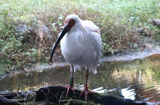 朱鷺（佐渡島、トキの森公園） 朱鷺,保護鳥,白の写真素材