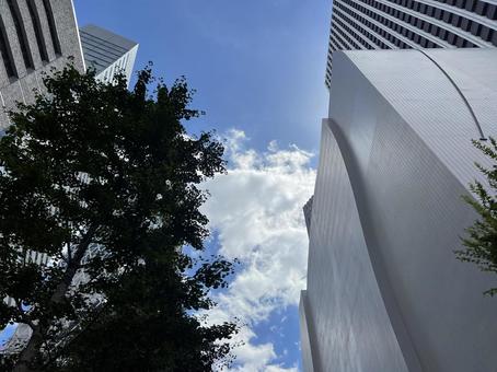 青空と木と都会のビルの風景 青空,都会的,木の写真素材