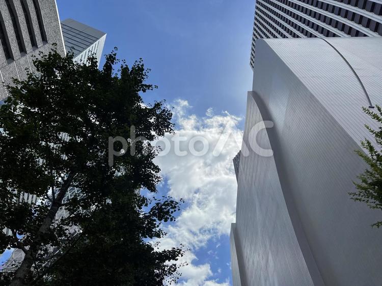青空と木と都会のビルの風景 青空,都会的,木の写真素材