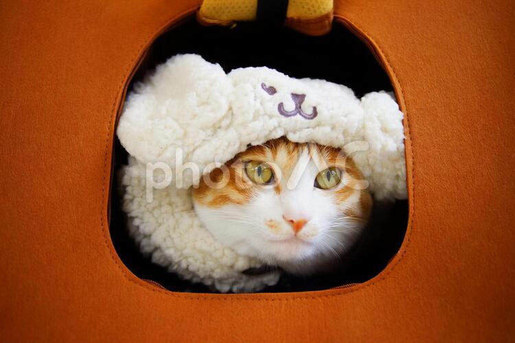 キャリーバッグの穴から顔を覗かせるうさぎの帽子を被った猫 キャリーバッグ,穴,うさぎの写真素材