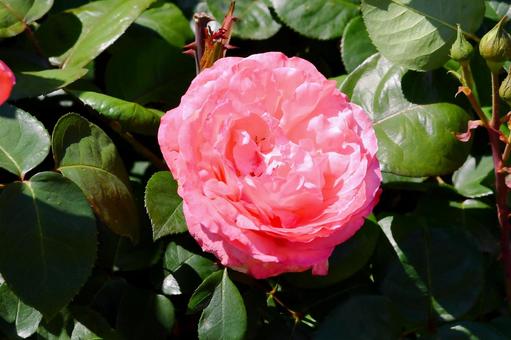 薔薇 ピンクパンサー 薔薇 ピンクパンサー 薔薇,ピンクパンサー,花の写真素材