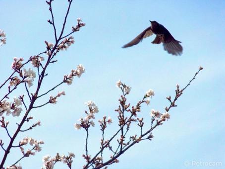 飛び立つ鳥 飛び立つ鳥の写真