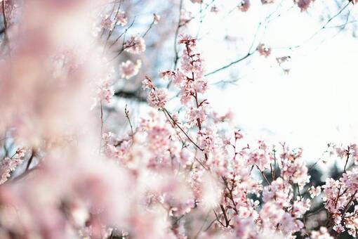 桜 桜の写真
