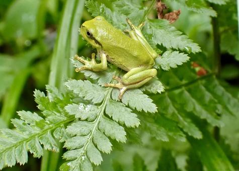 龍神の湖 あまがえる 龍神の湖 あまがえる アマガエル,カエル,緑の写真素材