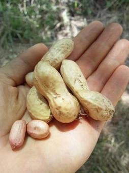 Photo, peanuts, harvest, cultivation, 