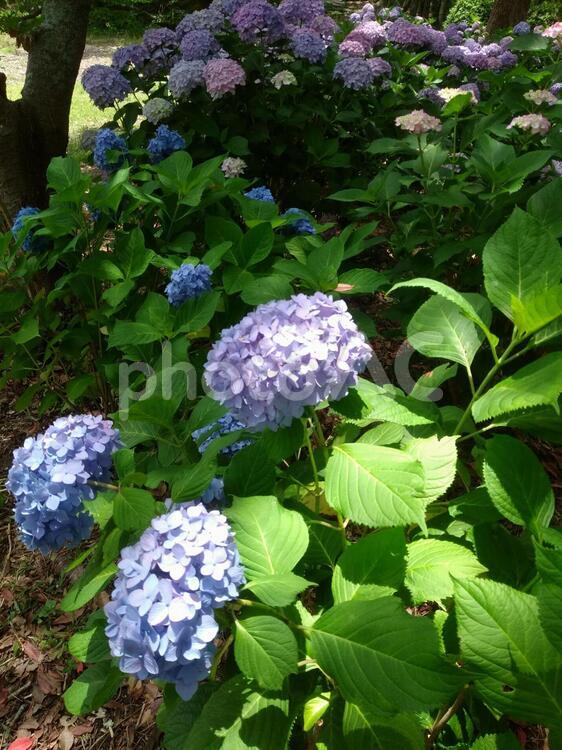 あじさい 自然,花,葉の写真素材