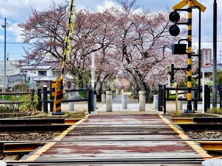 桜と踏切 No 写真素材なら 写真ac 無料 フリー ダウンロードok