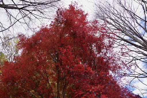 towering autumn, autumn, autumnal weather, wood, JPG