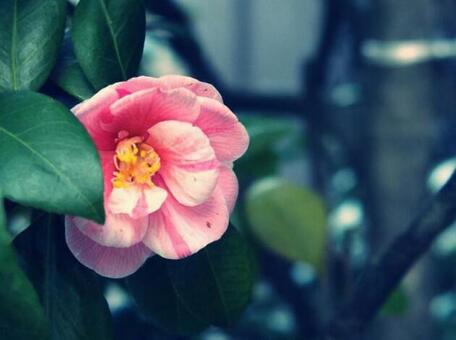 ピンク椿の写真