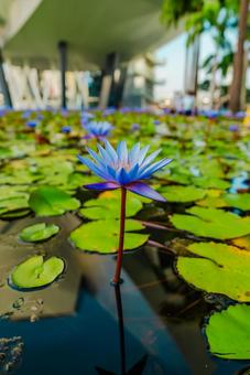 【シンガポール】アートサイエンスの蓮の花 シンガポール,マリーナベイサンズ,singaporeの写真素材