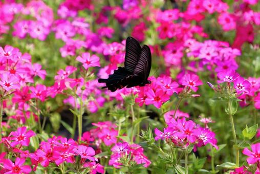 Photo, nadesico, flower, pink, 