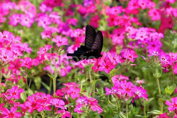 ５月中旬の志々島のナデシコとクロアゲハ ナデシコ,花,ピンクの写真素材