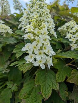 White hydrangea, JPG