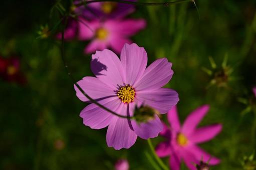 午後の陽の光を浴びるコスモスの写真