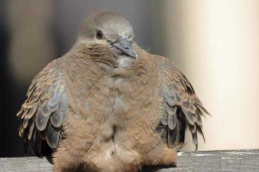 日光浴をするキジバトの幼鳥 キジバト,小鳥,バードウォッチングの写真素材
