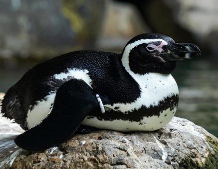 昼寝するペンギンの横顔 昼寝するペンギンの横顔の写真