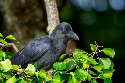 枝にとまるカラス 枝にとまるカラスの写真