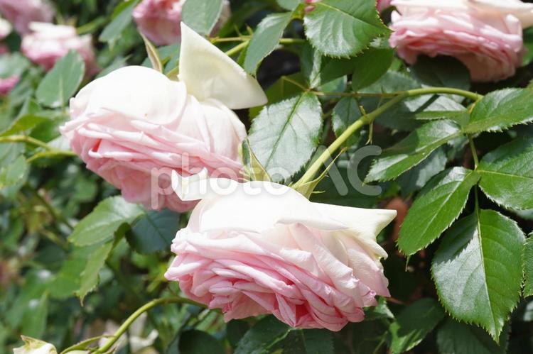 水切れした満開のつるバラ（接写）03 薔薇,バラ,花の写真素材