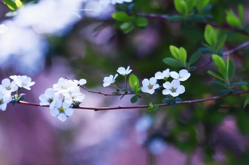 春の美しい雪柳の白い花 花,春,ユキヤナギの写真素材