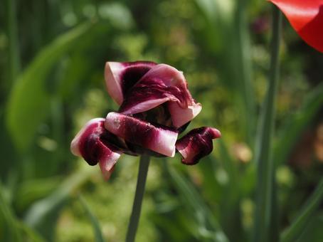 tulips, JPG tulips, JPG