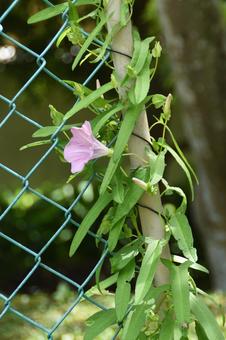 夏の花:ヒルガオ3 夏の花:ヒルガオ3の写真