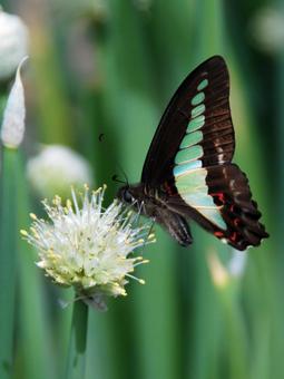 Photo, aosujiageha, negibozu, butterfly, 