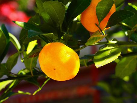 みかん（筑波山） みかん,秋,10月の写真素材