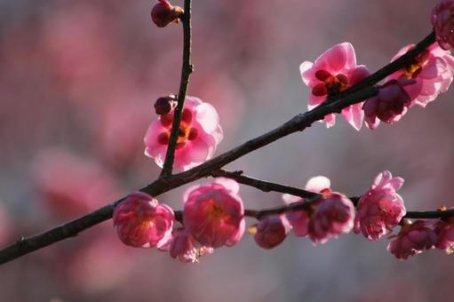 梅の花 梅の花の写真